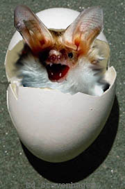 Vleermuis in ei (BatEgg)
